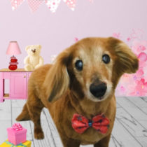 Mダックスフント