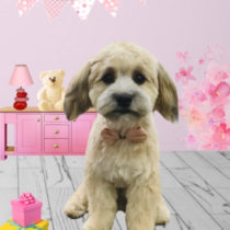 マルチーズ×トイプードルmix