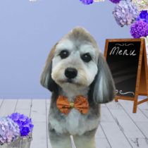 マルチーズ×Mダックスフントmix