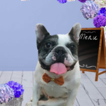 フレンチブルドッグ