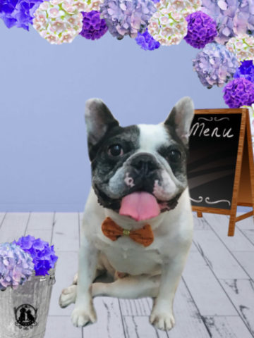 フレンチブルドッグ