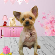 ヨークシャテリア