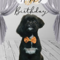 トイプードル×狆