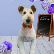 ワイヤーフォックステリア