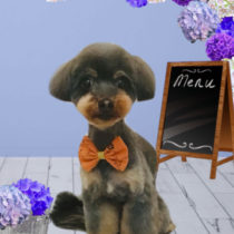 チワワ×トイプードルmix