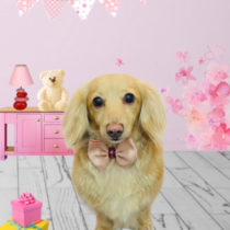 Mダックスフント