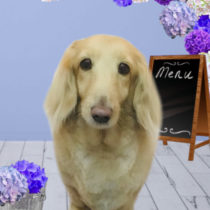 Mダックスフント