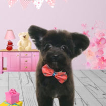 チワワ×トイプードルmix