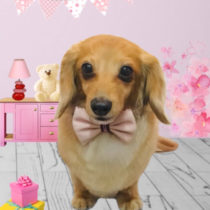 Mダックスフント