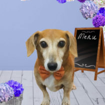 トイプードル×ジャックラッセルテリア