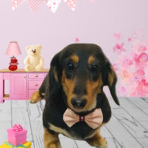 Mダックスフント