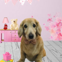 Mダックスフント