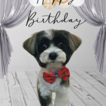 ヨークシャテリア