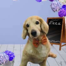 Mダックスフント