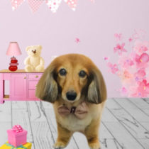 Mダックスフント