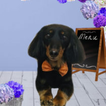 Mダックスフント