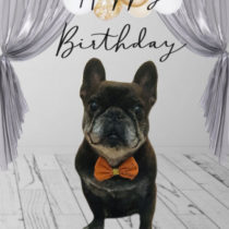 フレンチブルドッグ