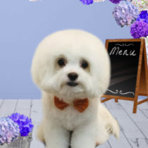 マルチーズ×チワワmix