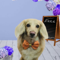 Mダックスフント