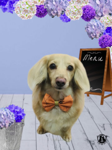 Mダックスフント