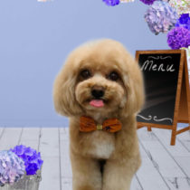 マルチーズ×トイプードルmix