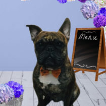 フレンチブルドッグ