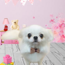 ペキニーズ×チワワmix