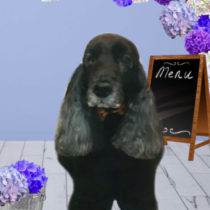 イングリッシュコッカースパニエル