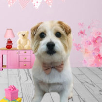 ジャックラッセルテリア