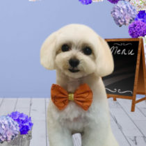 マルチーズ×トイプードルmix