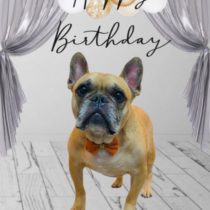 フレンチブルドッグ