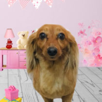 カニヘンダックスフント