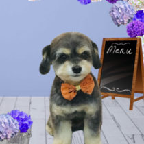 チワワ×トイプードルmix