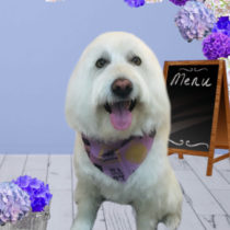 Mシュナウザー×ウエスティー