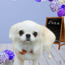 ペキニーズ×チワワmix