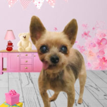 ヨークシャテリア