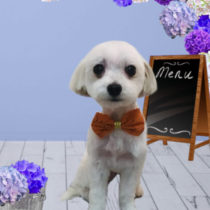 チワワ×シーズーMIX