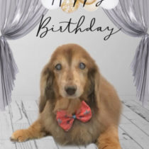 Mダックスフント