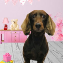 Mダックスフント