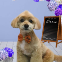 チワワ×トイプードルmix