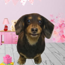 Mダックスフント