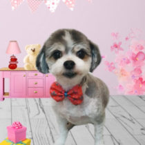 マルチーズ×チワワmix