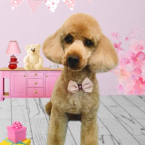 ミニチュアプードル