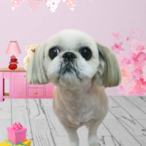 シーズー×ペキニーズmix