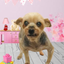 ヨークシャテリア