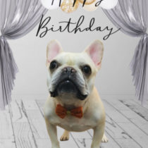 フレンチブルドッグ