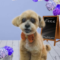 シーズー×トイプードルMIX