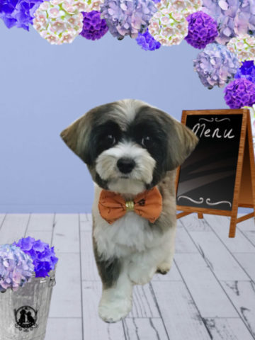 ヨークシャーテリア