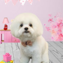 マルチーズ×チワワmix