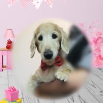 Mダックスフント